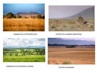 SABANA EN LA ESTACIÓN LLUVIOSA
SABANA EN LA ESTACIÓN SECA ESTEPA EN LA PAMPA ARGENTINA
ESTEPA EN NAMIBIA
 