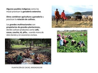Algunos pueblos indígenas como los
masái practican la ganadería extensiva.
Otros combinan agricultura y ganadería y
practican la rotación de cultivos.
Las grandes multinacionales son
propietarias de grandes plantaciones,
donde cultivan productos como café,
cacao, caucho, té, piña… usando mano de
obra barata y en ocasiones esclava.
PLANTACIÓN DE CACAO, MADAGASCAR
 