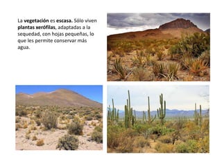 La vegetación es escasa. Sólo viven
plantas xerófilas, adaptadas a la
sequedad, con hojas pequeñas, lo
que les permite conservar más
agua.
 