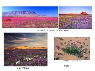 GOBI
CALIFORNIA
DESIERTO FLORIDO DE ATACAMA
 