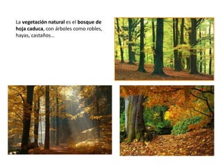 La vegetación natural es el bosque de
hoja caduca, con árboles como robles,
hayas, castaños…
 