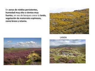 LANDA
En zonas de nieblas persistentes,
humedad muy alta o vientos muy
fuertes, en vez de bosques crece la landa,
vegetación de matorrales espinosos,
como brezo y retama.
 