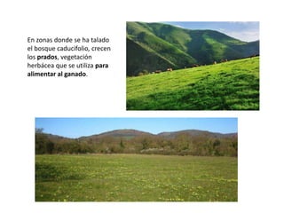 En zonas donde se ha talado
el bosque caducifolio, crecen
los prados, vegetación
herbácea que se utiliza para
alimentar al ganado.
 