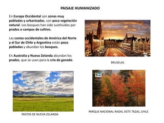 PAISAJE HUMANIZADO
En Europa Occidental son zonas muy
pobladas y urbanizadas, con poca vegetación
natural. Los bosques han sido sustituidos por
prados o campos de cultivo.
Las costas occidentales de América del Norte
y el Sur de Chile y Argentina están poco
pobladas y abundan los bosques.
En Australia y Nueva Zelanda abundan los
prados, que se usan para la cría de ganado.
BRUSELAS
PARQUE NACIONAL RADAL SIETE TAZAS, CHILE
PASTOS DE NUEVA ZELANDA
 