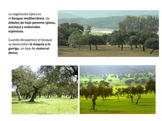 La vegetación típica es
el bosque mediterráneo, de
árboles de hoja perenne (pinos,
encinas) y matorrales
espinosos.
Cuando desaparece el bosque
se desarrollan la maquia y la
garriga, un tipo de matorral
denso.
 