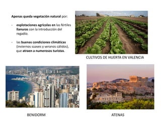Apenas queda vegetación natural por:
- explotaciones agrícolas en las fértiles
llanuras con la introducción del
regadío.
- las buenas condiciones climáticas
(inviernos suaves y veranos cálidos),
que atraen a numerosos turistas.
CULTIVOS DE HUERTA EN VALENCIA
BENIDORM ATENAS
 