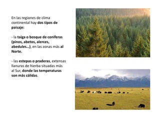 En las regiones de clima
continental hay dos tipos de
paisaje:
- la taiga o bosque de coníferas
(pinos, abetos, alerces,
abedules…), en las zonas más al
Norte.
- las estepas o praderas, extensas
llanuras de hierba situadas más
al Sur, donde las temperaturas
son más cálidas.
 