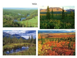 TAIGA
 