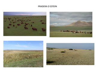 PRADERA O ESTEPA
 