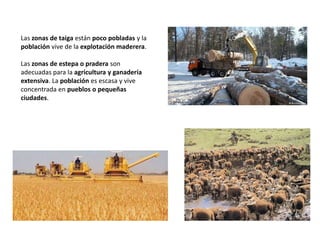 Las zonas de taiga están poco pobladas y la
población vive de la explotación maderera.
Las zonas de estepa o pradera son
adecuadas para la agricultura y ganadería
extensiva. La población es escasa y vive
concentrada en pueblos o pequeñas
ciudades.
 