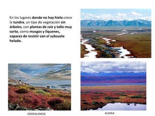 En los lugares donde no hay hielo crece
la tundra, un tipo de vegetación sin
árboles, con plantas de raíz y tallo muy
corto, como musgos y líquenes,
capaces de resistir con el subsuelo
helado.
GROENLANDIA ALASKA
 