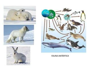 FAUNA ANTÁRTICA
 