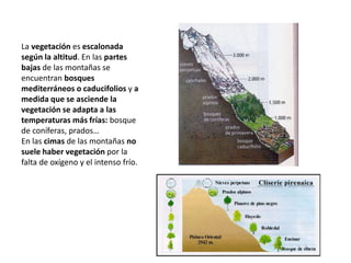 La vegetación es escalonada
según la altitud. En las partes
bajas de las montañas se
encuentran bosques
mediterráneos o caducifolios y a
medida que se asciende la
vegetación se adapta a las
temperaturas más frías: bosque
de coníferas, prados…
En las cimas de las montañas no
suele haber vegetación por la
falta de oxígeno y el intenso frío.
 