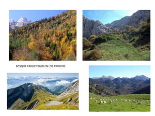 BOSQUE CADUCIFOLIO EN LOS PIRINEOS
 