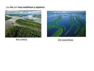 RÍO CONGO RÍO AMAZONAS
Los ríos son muy caudalosos y regulares.
 