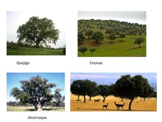 Quejigo Encinas
Alcornoque
 