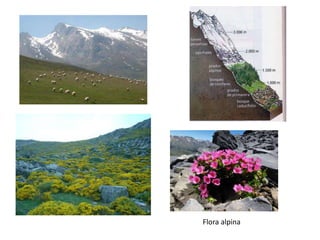 Flora alpina
 