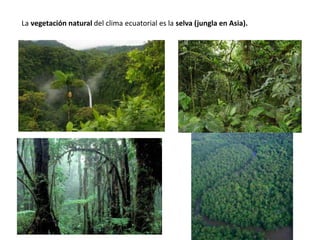 La vegetación natural del clima ecuatorial es la selva (jungla en Asia).
 