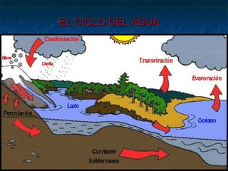 EELL CCIICCLLOO DDEELL AAGGUUAA 
 