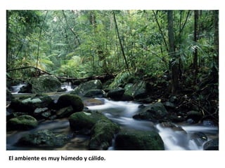 El ambiente es muy húmedo y cálido. 
 
