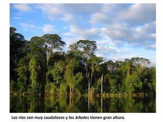 Los ríos son muy caudalosos y los árboles tienen gran altura. 
 