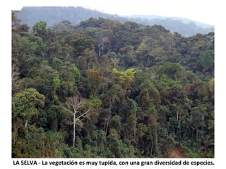 LA SELVA - La vegetación es muy tupida, con una gran diversidad de especies. 
 