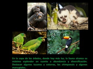 En la copa de los árboles, donde hay más luz, la fauna alcanza su 
máximo esplendor en cuanto a abundancia y diversificación. 
Destacan algunos tucanes y cotorras, los chimpancés y algunos 
marsupiales. 
 