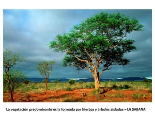 La vegetación predominante es la formada por hierbas y árboles aislados – LA SABANA 
 