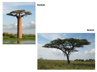 Acacia 
Baobab 
 