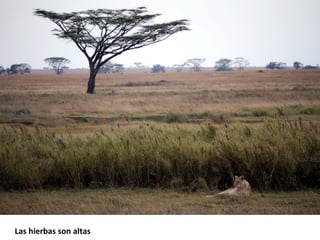 Las hierbas son altas 
 