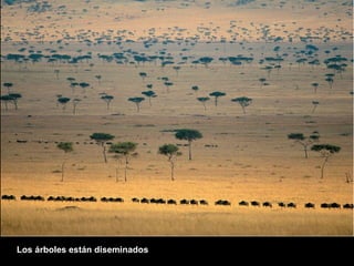 Los árboles están diseminados 
 