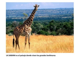 LA SABANA es el paisaje donde viven los grandes herbívoros 
 