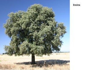 Encina 
 
