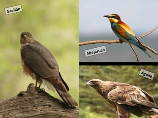 Gavilán 
Abejaruco 
Águila 
 