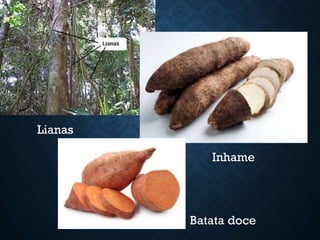 Inhame
Lianas
Batata doce
 