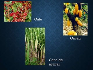Café
Cacau
Cana de
açúcar
 