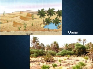 Oásis
 
