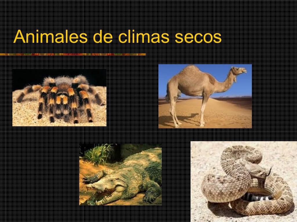 Climas secos
