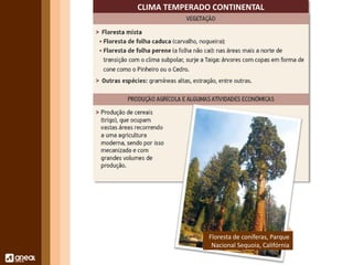 CLIMA TEMPERADO CONTINENTAL 
Floresta de coníferas, Parque 
Nacional Sequoia, Califórnia 
