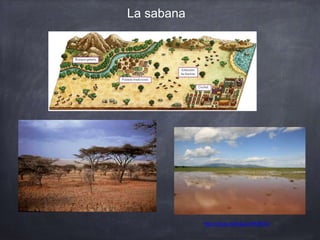 La sabana
http://youtu.be/bszUmtKRE40
 