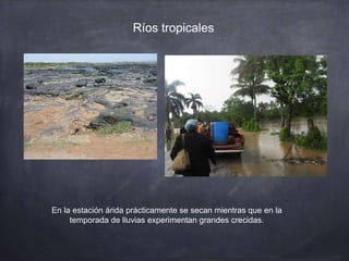 Ríos tropicales
En la estación árida prácticamente se secan mientras que en la
temporada de lluvias experimentan grandes crecidas.
 