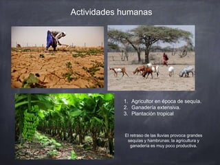Actividades humanas
1. Agricultor en época de sequía.
2. Ganadería extensiva.
3. Plantación tropical
El retraso de las lluvias provoca grandes
sequías y hambrunas; la agricultura y
ganadería es muy poco productiva.
 