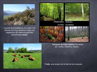 Bosques de hoja caduca, formados
por robles, castaños, hayas...
Cuando la humedad es muy alta o los
vientos son muy violentos crece una
vegetación de matorral espinoso
denominada landa.
Prado, que surge tras la tala de los bosques.
 