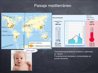 Paisaje mediterráneo
Temperaturas suaves en invierno y calurosas
en verano.
Precipitaciones escasas y concentradas en
pocas semanas.
¿Por qué?
 