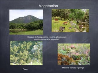 Vegetación
Bosque de hoja perenne (encina, alcornoque)
acostumbrado a la sequedad.
Matorral oloroso o garriga
Pinos
 