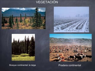 Bosque continental: la taiga
VEGETACIÓN
Pradera continental
 