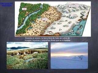 thttp://youtu.be/I
WigWkSZhtg
Durante el verano, la tierra libre de hielo se cubre de
musgos, líquenes y pequeñas flores que es la tundra
 