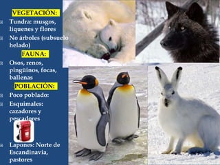 VEGETACIÓN:
 Tundra: musgos,
líquenes y flores
 No árboles (subsuelo
helado)
FAUNA:
 Osos, renos,
pingüinos, focas,
ballenas
POBLACIÓN:
 Poco poblado:
 Esquimales:
cazadores y
pescadores
 Lapones: Norte de
Escandinavia,
pastores
 