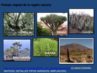 LAURISILVA DRAGO
PINO CANARIO
TABAIBA
CARDÓN
http://www.educaplus.org/climatic/05_clim_climasespana.html (CLIMAS ESPAÑA
MATICES, DETALLES TIPOS VARIADOS, AMPLIACION)
 