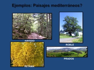 HAYEDO
ROBLE
RETAMA
PRADOS
 